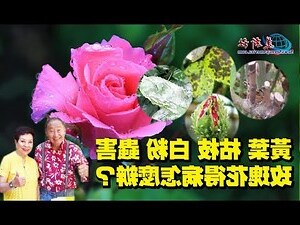玫瑰花有蟲