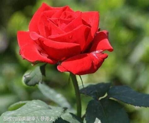 如何種玫瑰花