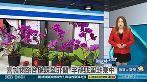 蘭花招財