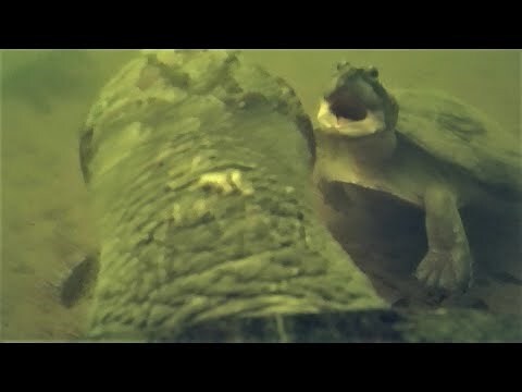 鵝的生殖器