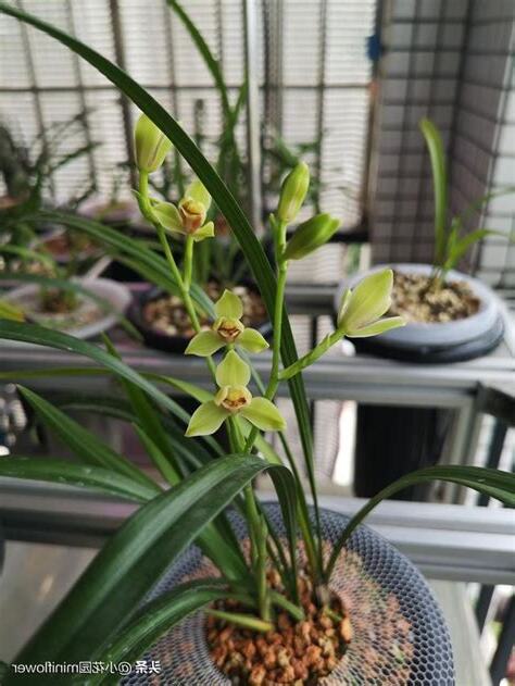 蘭花招陰