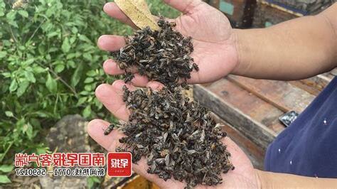蜜蜂死在陽台風水