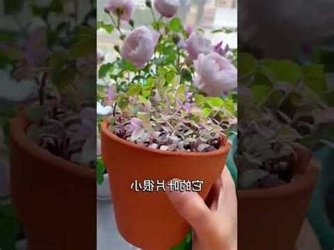 胭脂雲風水