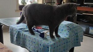 猫进屋子代表什么
