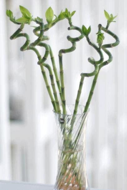 開運竹葉子修剪