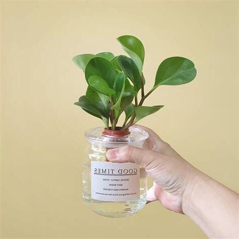 圓葉椒草水耕