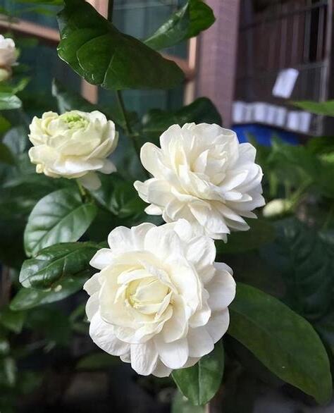 虎頭茉莉風水