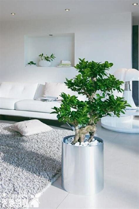 室內植物擺設