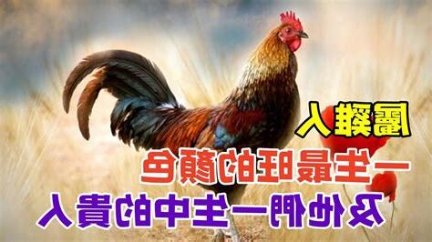 屬雞的貴人生肖