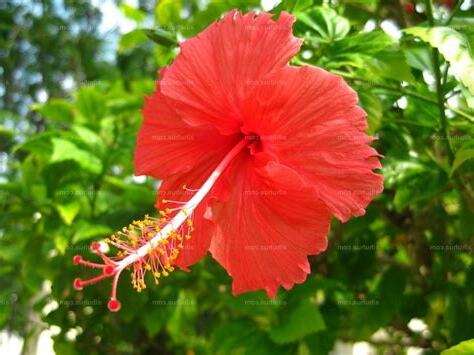 桑扶花
