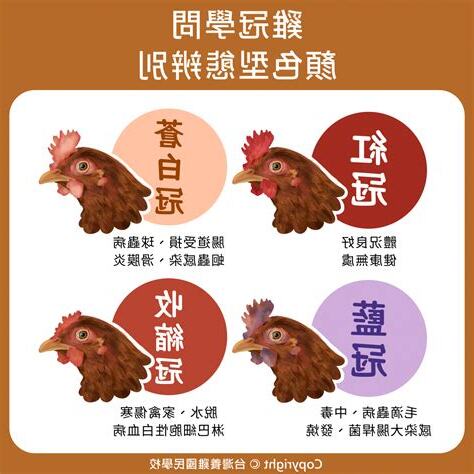屬雞的顏色