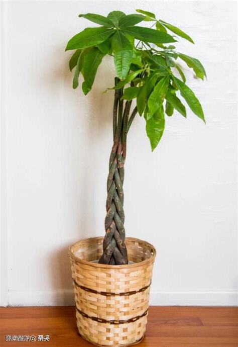搖錢樹植物