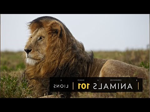 獅子習性