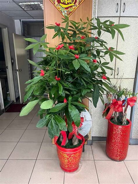 發財樹擋煞