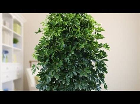 鵝掌木風水