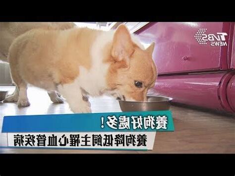 狗的好處