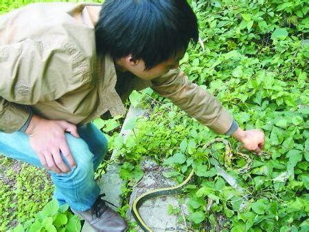 家裡遇到蛇
