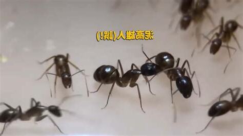 廁所有蟻