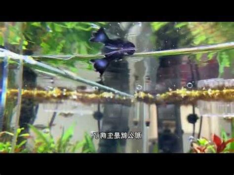 死魚處理