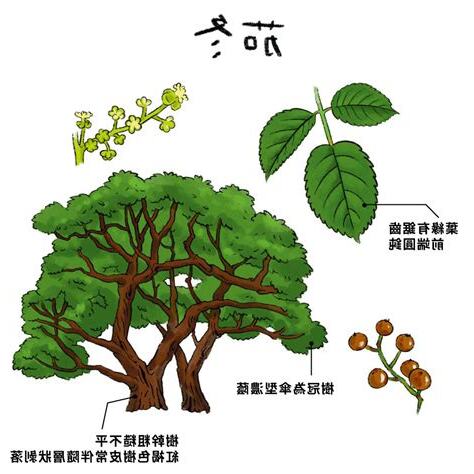 樹的名稱