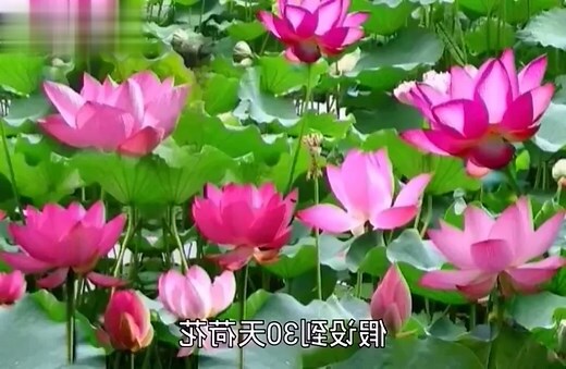 荷花意思