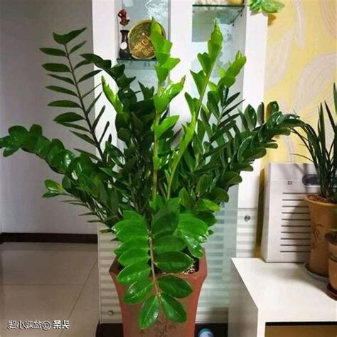 旺財樹
