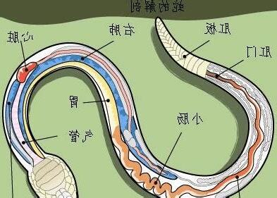 蛇七寸位置
