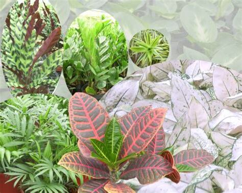 觀葉植物種類