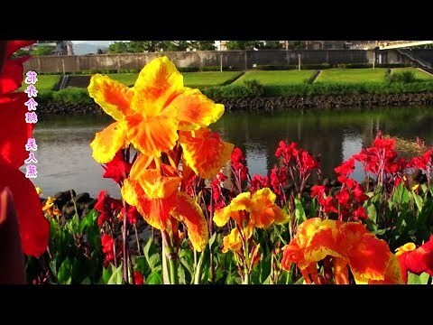 蓮蕉花風水