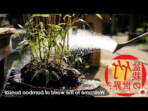 竹類盆栽