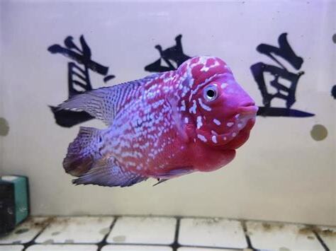 虎邊養魚