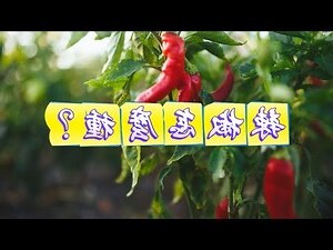 家裡種辣椒風水
