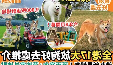 室內放狗
