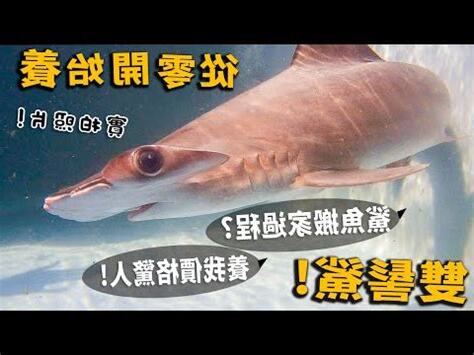 飼養鯊魚