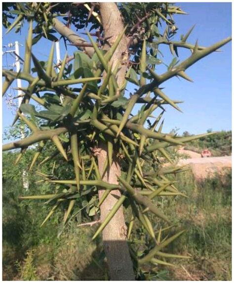 有刺的植物風水