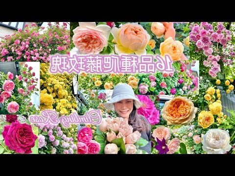 爬藤玫瑰種植