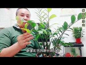 金錢樹分盆