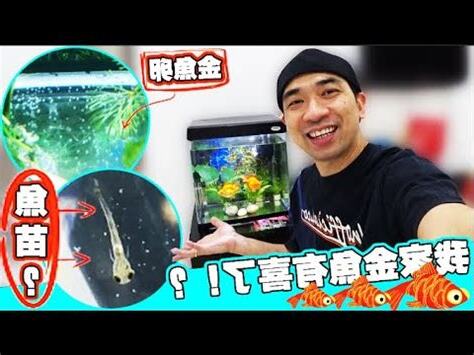 金魚懷孕怎麼看
