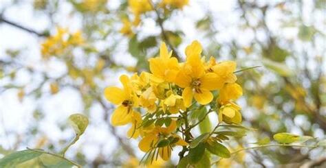 芳香萬壽菊禁忌