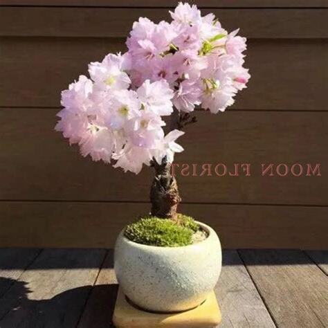 櫻花盆栽
