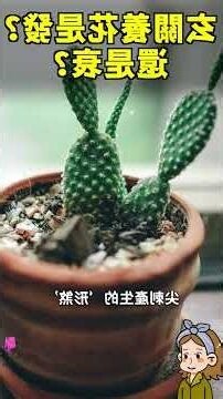 玄關放什麼植物