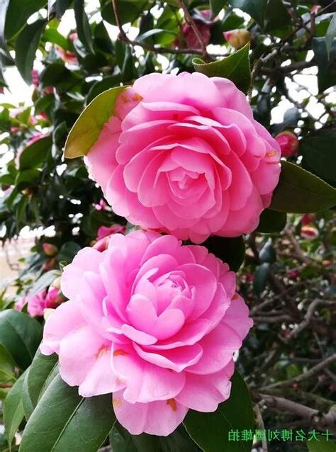 種茶花