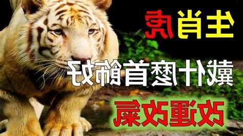 屬虎配戴