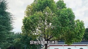 香樟