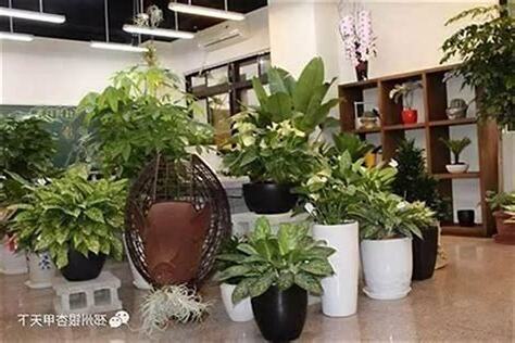 门口植物风水