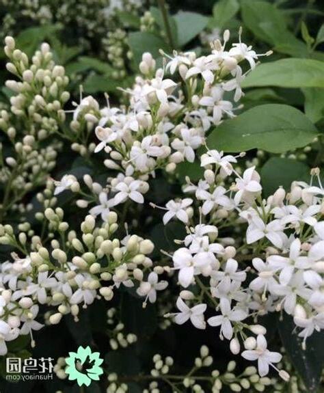 夜來香花食譜