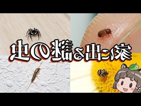 家蛾