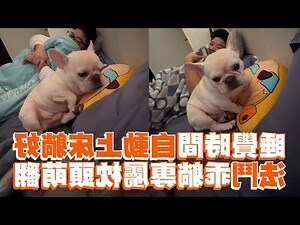 狗睡覺時間