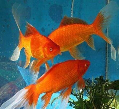 紅色觀賞魚