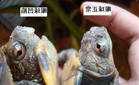 八角龜